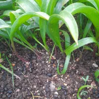 گیاه کول،  آش دوخ،پسل ،لویشک، لوشه