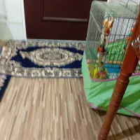 پرنده عروس