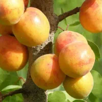 انواع نهال زردالو عسگرآبادی پرتغالی قیصی شکرپاره..