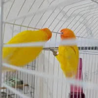 برزیلی اوپال و قناری|پرنده|الوند, |دیوار