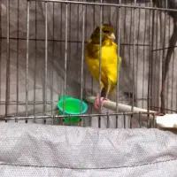 قناری ماده|پرنده|پرند, فاز ۵|دیوار