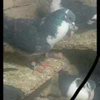 کبوتر