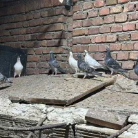 کبوتر پلاکی