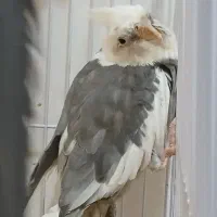 چهارتا عروس هلندی