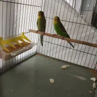 فروش مرغ عشق
