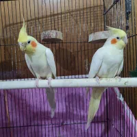 جفت عروس هلندی لوتینو