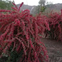 خریدار نهال ریشه دار زرشک۲ساله و۳ساله‌از۱۵تا۲۰‌