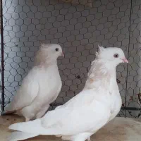 سفید جوجه کار|پرنده|تهران, آشتیانی|دیوار
