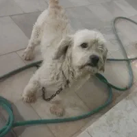 یک عدد سگ توافقی