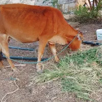 فروش یک عدد گاو