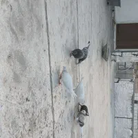 کفتر