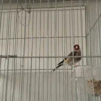 سلام سهره دورگ کوتاه بلند خون جفتی قناری به شرط|پرنده|قرچک, شهرک طلائیه|دیوار