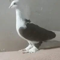 کفتر دوکت قرمز گرفتنی