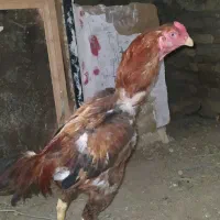 خروس لاری