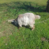 بزه ماده|حیوانات مزرعه|رشت, هلال احمر|دیوار