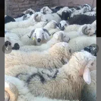 فروش انواع  گوسفند زنده درجه یک