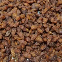 گله آفتابی درجه یک