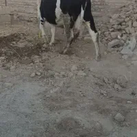 گاو خوب آبستن