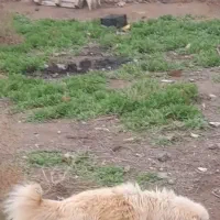 واگذاری سگ رایگان هزینه واکسن دریافت میشود