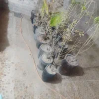 گلدون و درختچه
