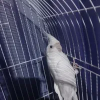 عروس هلندی البینو