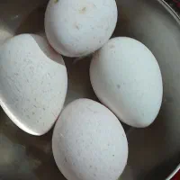 تخم نطفه دار بوقلمون