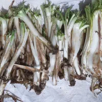 کنگر درجه یک فقط عمده