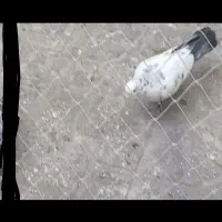 پلنگ گمشده در بومهن