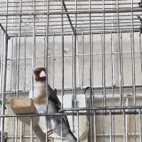 ماده سهره