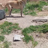 سگ کانگال گلیی بوغشان به شرط