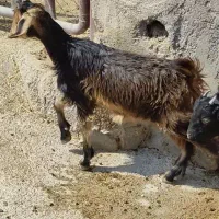 کهره ماده|حیوانات مزرعه|بهبهان, |دیوار