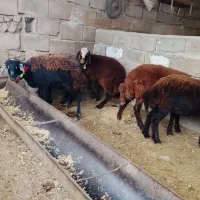 توقلی ۱۰ ماه