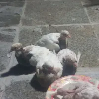 جوجه گوشتی طوقی