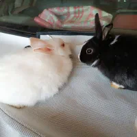 خرگوش|موش و خرگوش|فراغی, |دیوار