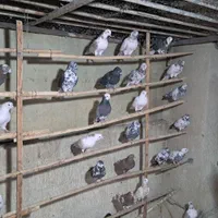 ۲۱۰عددکبوترپرشی به شرط دونه۲۵۰ هزارتومان .فقط یکجا