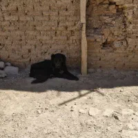 سگ نر|سگ|سامان, |دیوار