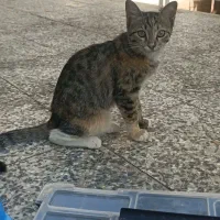 گربه|گربه|زرند, |دیوار