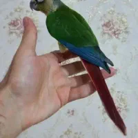 گرینچیک کاملآ رام سخنگو
