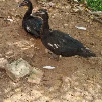 فروش چند عدد اردک اسرائیلی