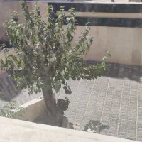 تهرانپارس-کلنگی-مشارکت-معاوض525متر