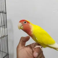 پرنده|پرنده|نکا, |دیوار