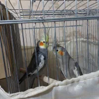 عروس هلندی مولد