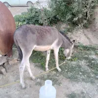 الاغ فروشی|حیوانات مزرعه|گلوگاه بابل (گلیا), |دیوار