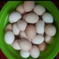 تخم مرغ خانگی اصل فوری زیر  قیمت