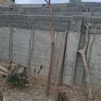 ۱۲ عدد درخت زیتون تلخ