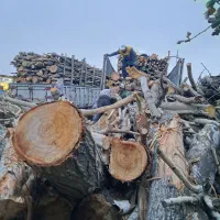 خریدار چوب باغی و هیزمی|خدمات باغبانی و درختکاری|ری, علایین|دیوار