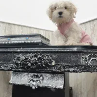 واگذار ‌‌سگ‌شیتزو لطفا‌بخونید حتما..نر