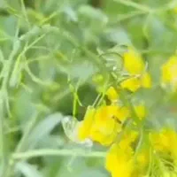 باغ-1000متری-درمجتمع-نارون-تربرجعفریه