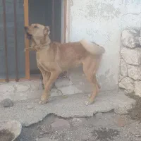 سگ سرابی|سگ|مشگین شهر, |دیوار