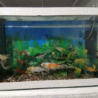 آکواریوم شرکتی شیشه خم